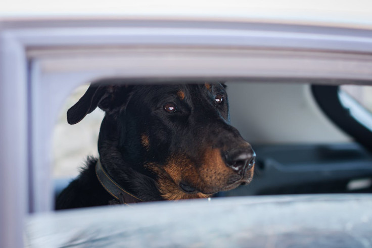 Dog in car accidentally shot woman