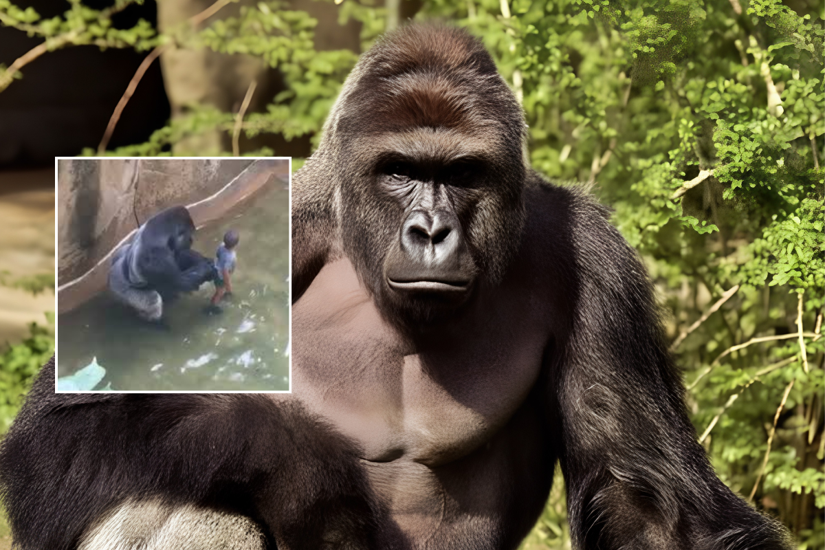 White House Harambe Meme Tribute Goes Viral as Boy Who Fell Into Enclosure Reaches Age 13