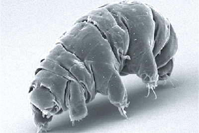 Tardigrades