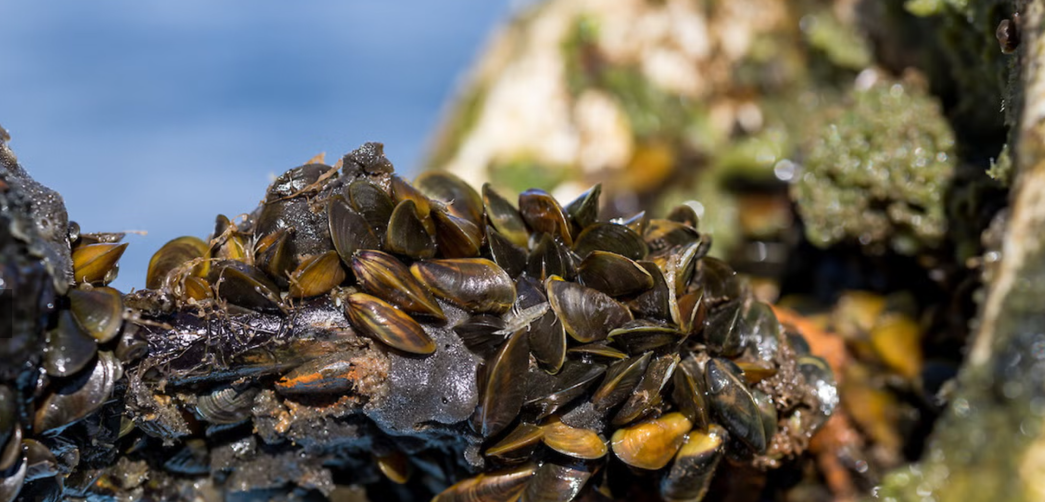 Invasive Species Alien To The West Coast Is Rising At ‘Terrifying Velocity’, Costing Tens of millions To Eradicate