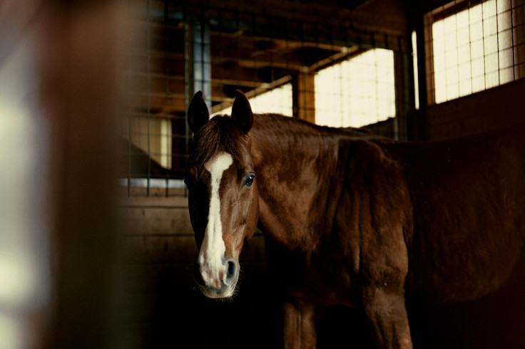 Teen Girl Allegedly Stabs 3 Horses During Las Vegas Barrel