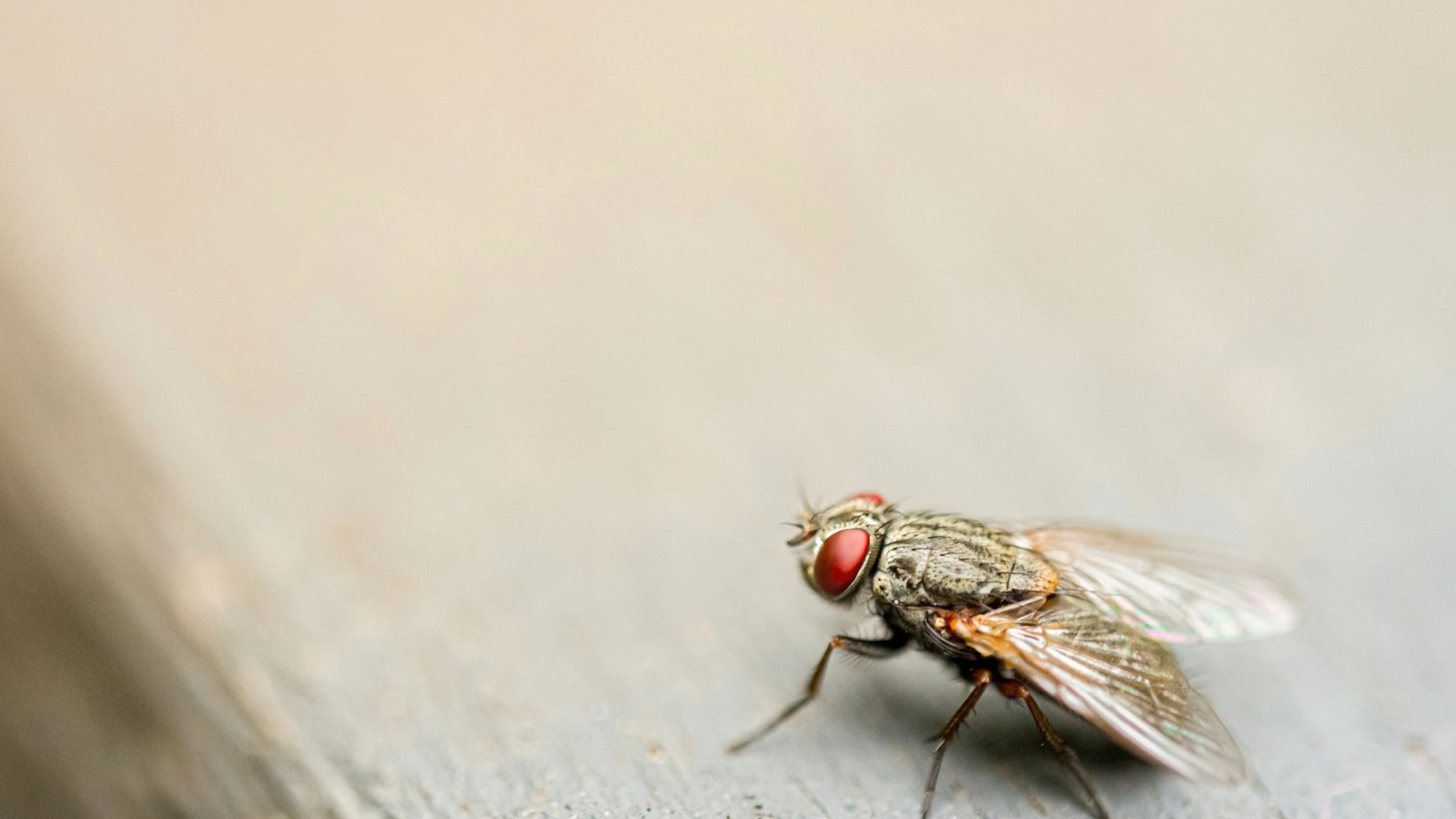 Flesh-Eating Parasite Returns to US After 60 Years, Sparking Emergency Plan