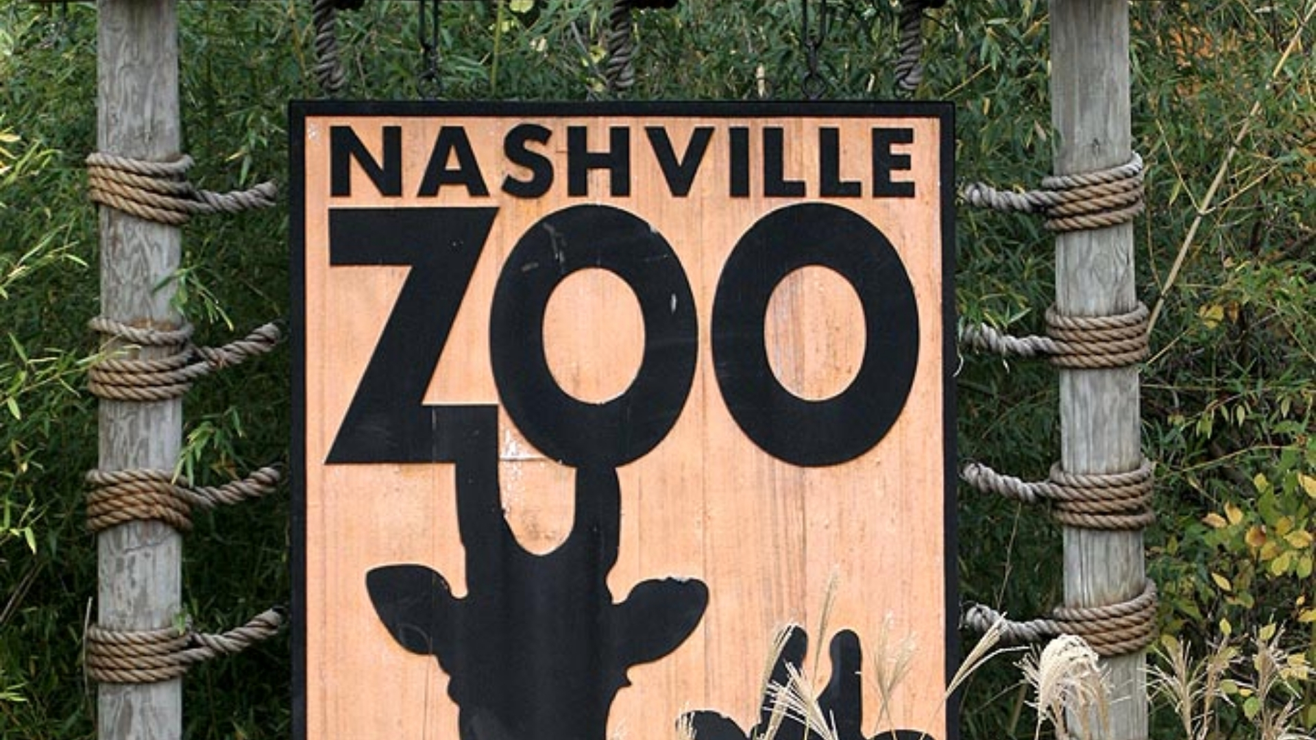 Nashville Zoo Calls To Block 69,000 Sq Ft AI Data Centre Over Fears For Animal and Environmental Safety