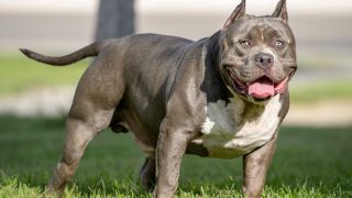 XL Bullies