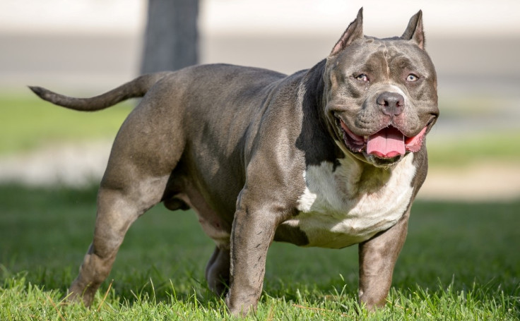 XL Bullies