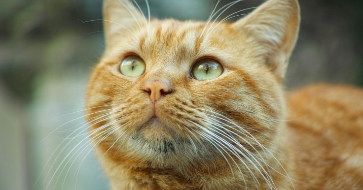 16 dead cats found in Coventry Garden
