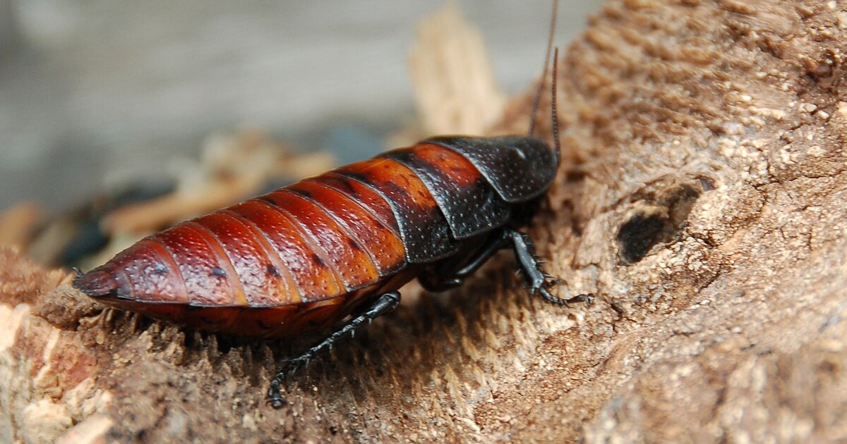 Over 100,000 Illegal Madagascar Hissing Cockroaches Valued at $142,800 Seized in Australia's Biggest Bust