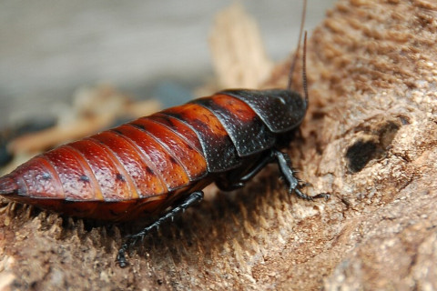 100,000 Madagascar hissing cockroach seized in Australia