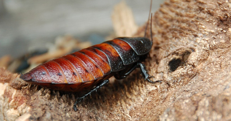 100,000 Madagascar hissing cockroach seized in Australia