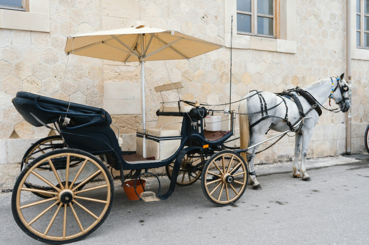 Carriage horse