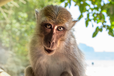 macaque