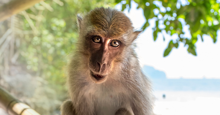 macaque
