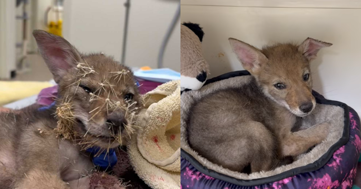 Coyote cub rescued from cholla cactus spines