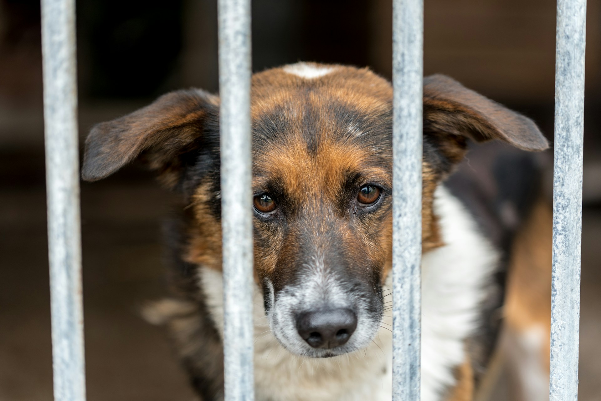 Chinese Man Arrested After Allegedly Using Fake Adoptions to Obtain Dogs for Abuse Videos