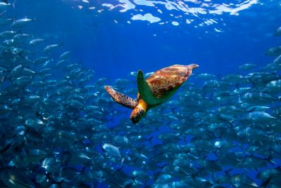 A turtle swimming among a school of fish