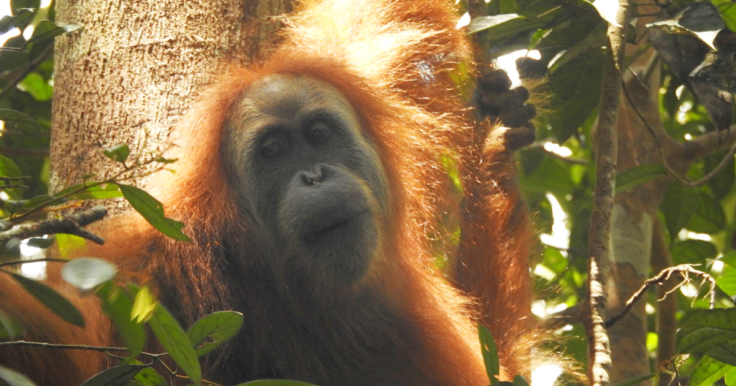 The Gorgeous Orangutan Tapanuli