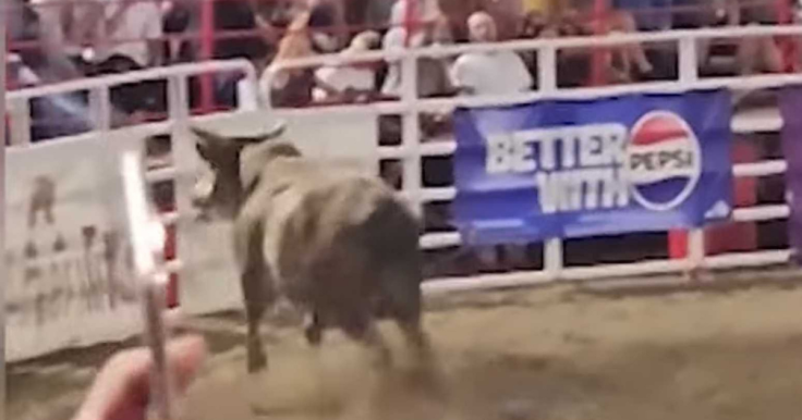 Party Bus bull jump over the fence and strike goers