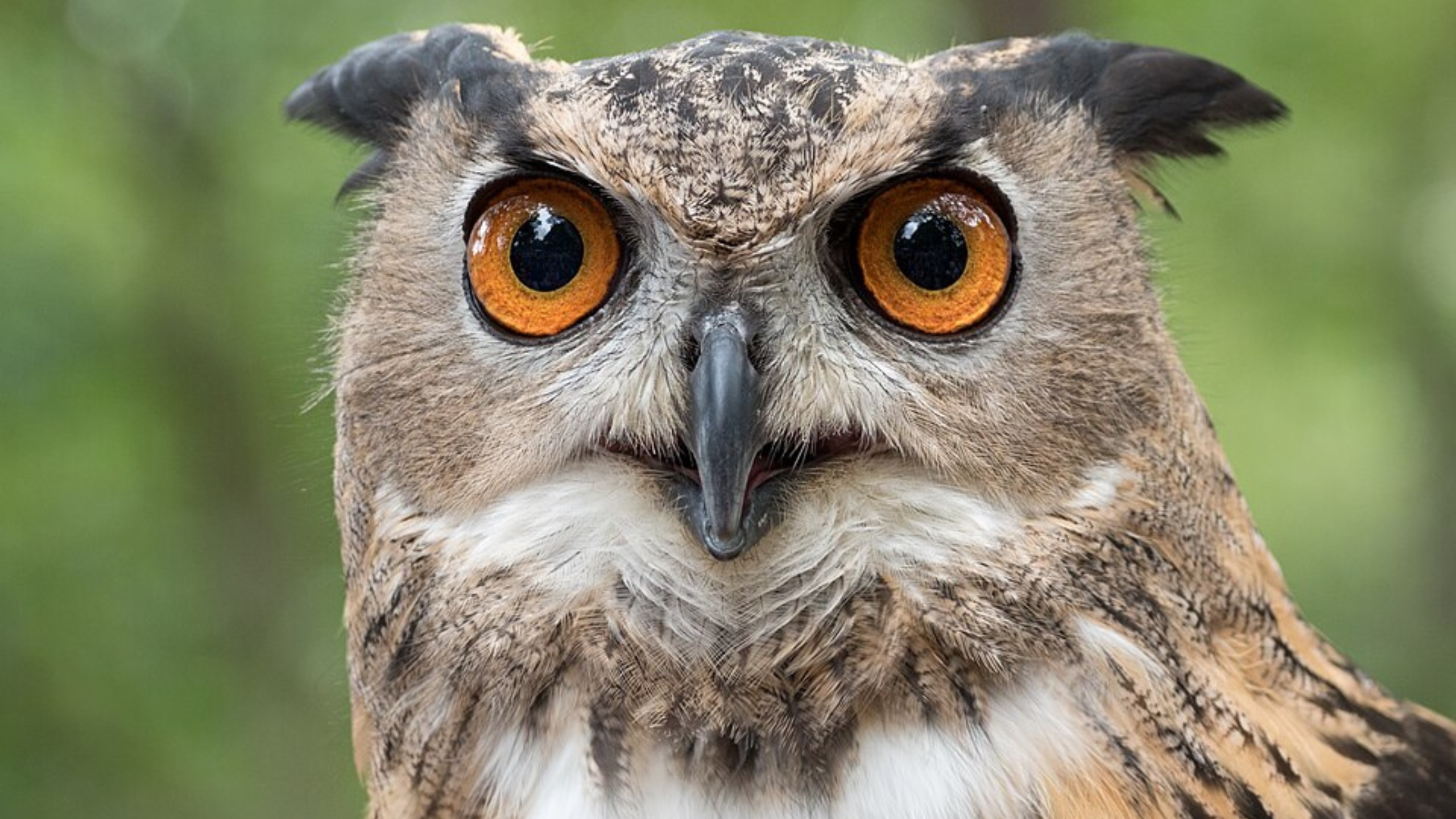 US Government to Shoot 450,000 Owls to Save Another Species as Animal Rights Groups Say It Has Already Begun
