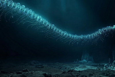 Siphonophore