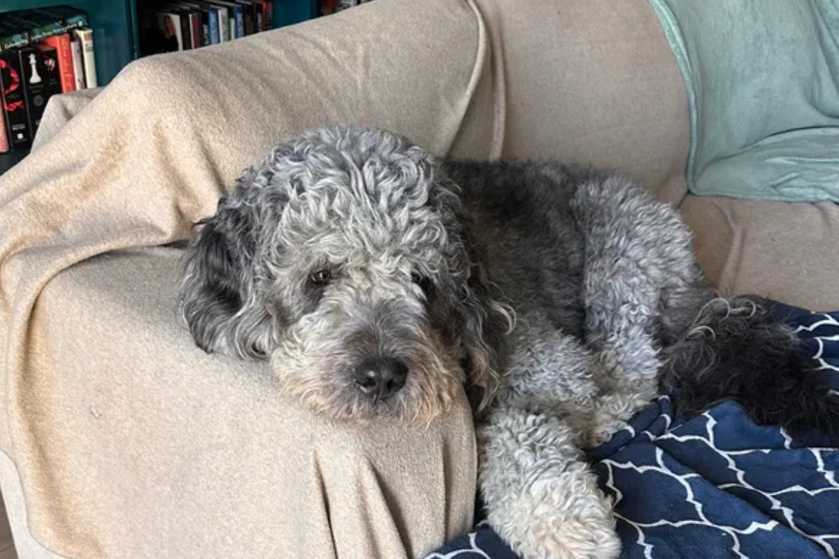 'I'm So Sorry': Tearful Neighbour Breaks Silence After 911 Wellness Check Leads to LAPD Killing Dog Jameson