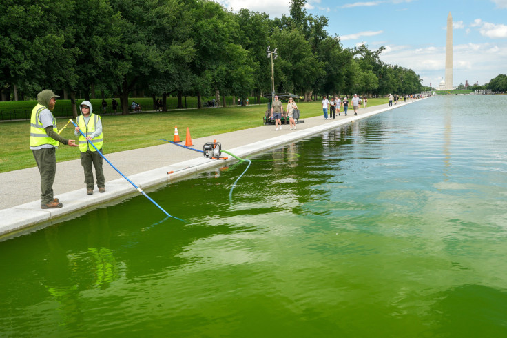 Reflecting Pool and it came out neon green