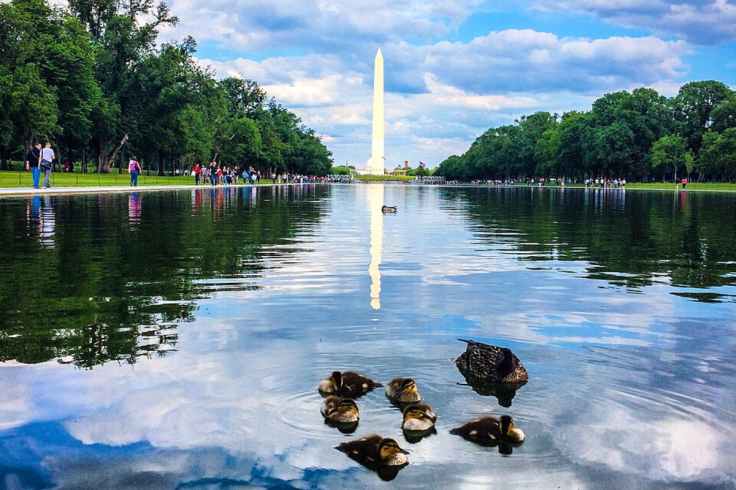 LincolnMemorialDucks