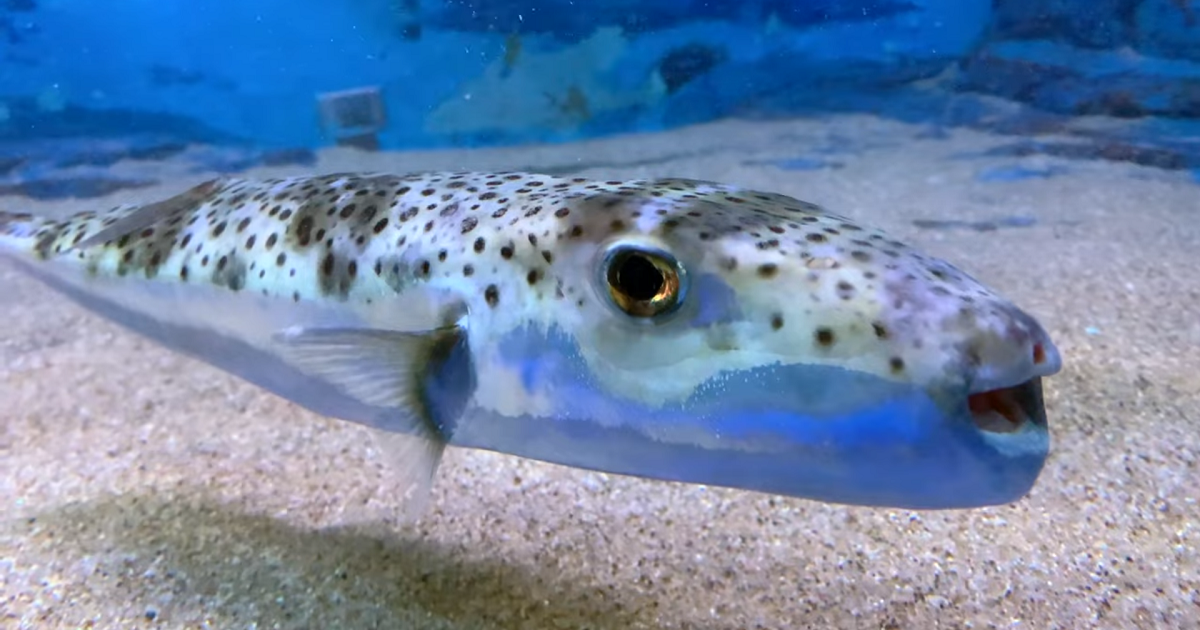 Poisonous Pufferfish Threaten Mediterranean Beaches: 'They'll Cut Off Your Finger,' Warns Fisherman