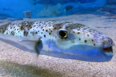 Silver-Cheeked Toadfish Lagocephalus Sceleratus