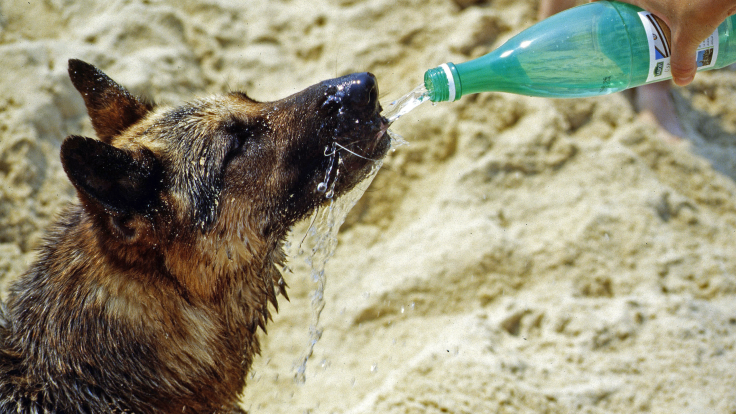Thirsty dog drinking water from plastic bottle
