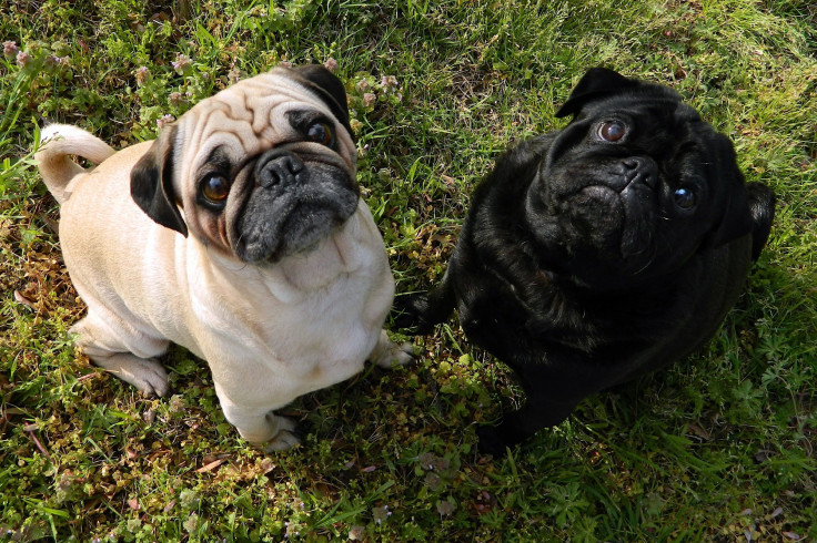A fawn and black pug looking up
