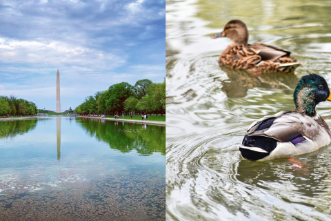 Dead ducks at Lincoln Memorial Reflecting Pool