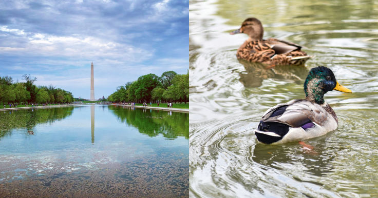 Dead ducks at Lincoln Memorial Reflecting Pool