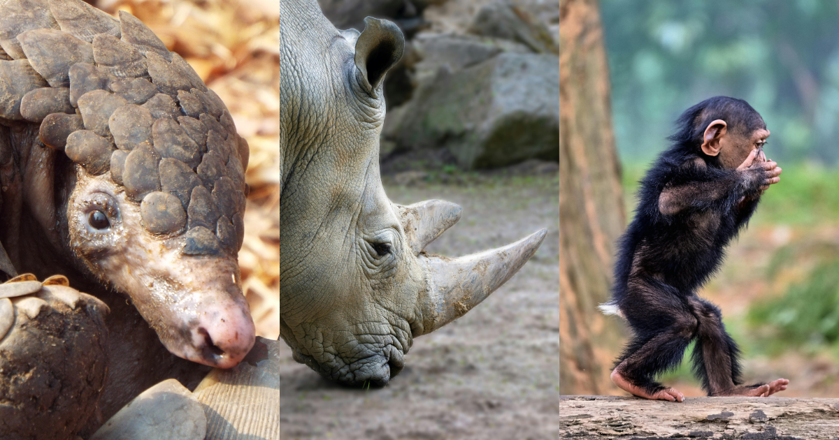 Endangered Pangolins, Rhino Horn and Monkeys Sold Openly on Facebook, Investigation Finds