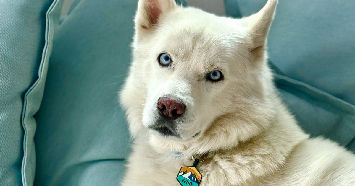 Meet Fenix: Dog With A Brain Disorder Sparks Heartwarming Friendship With Sea Lion Willbur