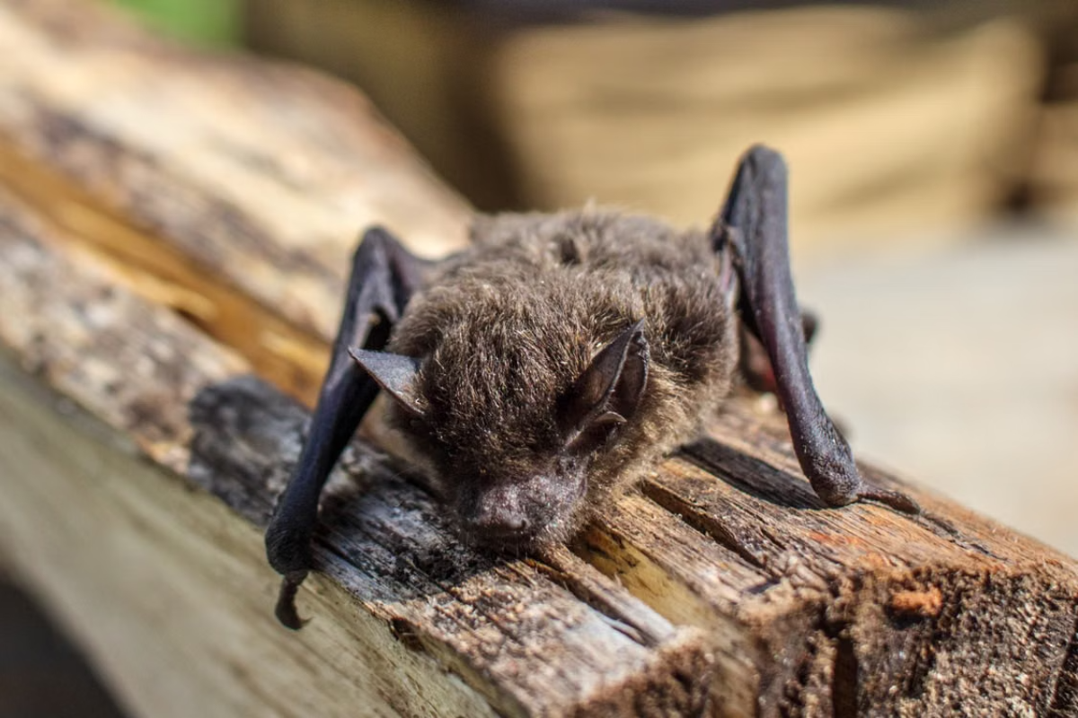 Bat Rabies Death Horror: Boy, 11, Dies After Waking With Bat Covering His Mouth and His Family Made One Tragic Mistake