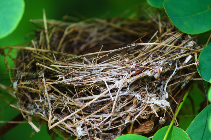 Nest from discarded fibre-optic drone cable