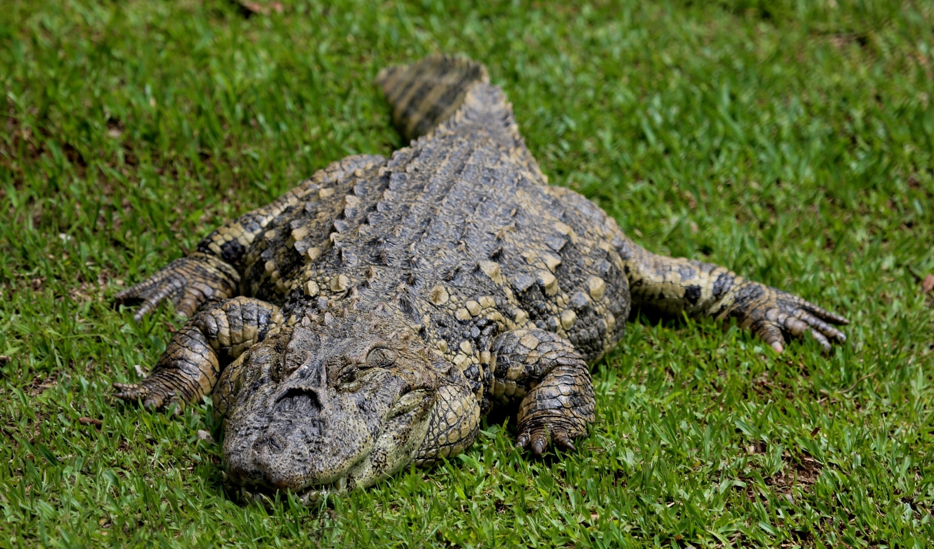 An alligator attack killed a woman in Florida