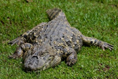 An alligator attack killed a woman in Florida
