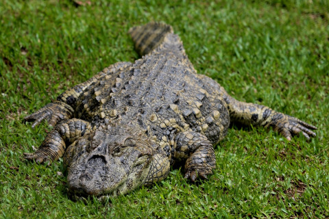 An alligator attack killed a woman in Florida