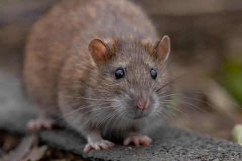 Rat Infestation in Chicago, All-Chicago Tenant Alliance, Rogers Park apartment