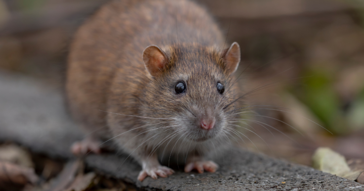 Rat Infestation in Chicago, All-Chicago Tenant Alliance, Rogers Park apartment