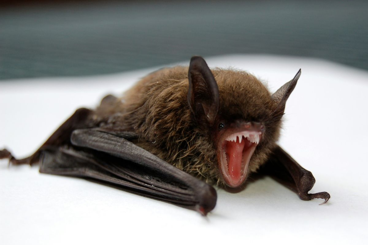 Boy Dies of Rabies Weeks After Bat Encounter Left No Visible Bite Marks, Scratches; What Were His Symptoms?