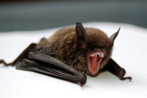 Bat