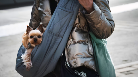 Pet owner dog