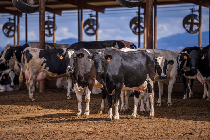 EU livestock strategy - cattle