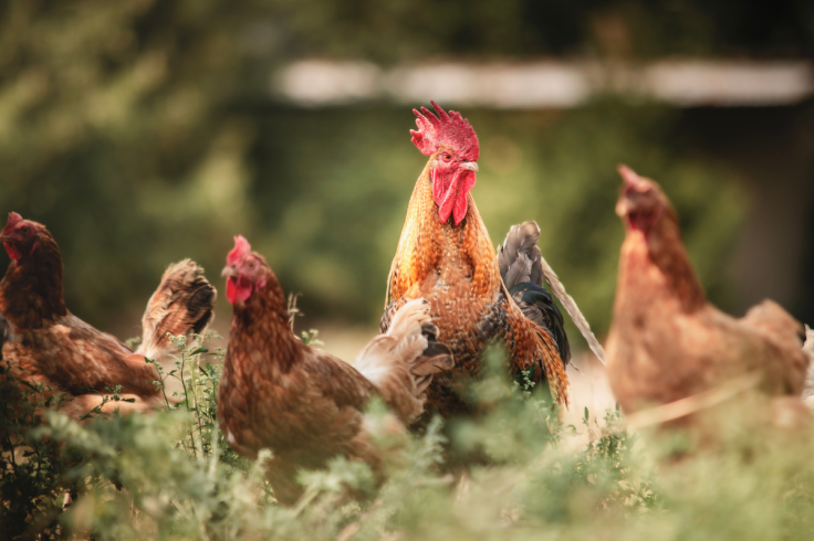 EU livestock reforms - poultry