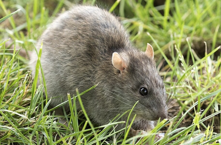 Dead rat was carrying plague