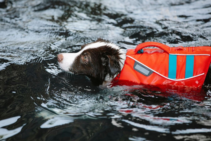 Rescue dog