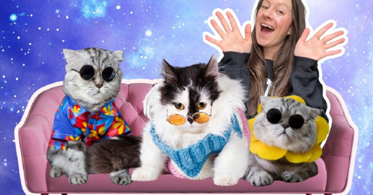 Cats on a Couch by Amanda McGonigle