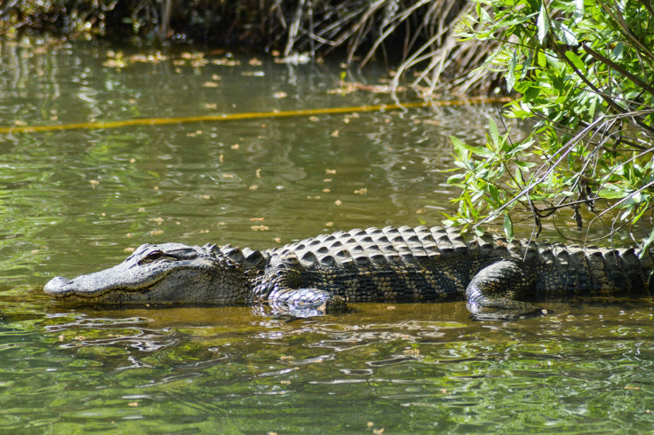 Florida alligator